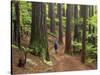 Redwood Forest, Rotorua, New Zealand-David Wall-Stretched Canvas