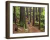 Redwood Forest, Rotorua, New Zealand-David Wall-Framed Premium Photographic Print