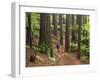 Redwood Forest, Rotorua, New Zealand-David Wall-Framed Premium Photographic Print