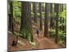 Redwood Forest, Rotorua, New Zealand-David Wall-Mounted Premium Photographic Print
