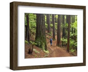 Redwood Forest, Rotorua, New Zealand-David Wall-Framed Photographic Print