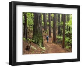 Redwood Forest, Rotorua, New Zealand-David Wall-Framed Photographic Print