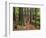 Redwood Forest, Rotorua, New Zealand-David Wall-Framed Photographic Print