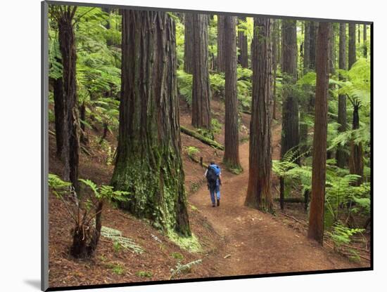 Redwood Forest, Rotorua, New Zealand-David Wall-Mounted Photographic Print