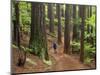 Redwood Forest, Rotorua, New Zealand-David Wall-Mounted Photographic Print