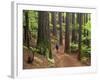 Redwood Forest, Rotorua, New Zealand-David Wall-Framed Photographic Print