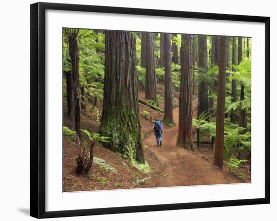 Redwood Forest, Rotorua, New Zealand-David Wall-Framed Photographic Print