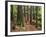 Redwood Forest, Rotorua, New Zealand-David Wall-Framed Photographic Print