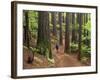 Redwood Forest, Rotorua, New Zealand-David Wall-Framed Photographic Print