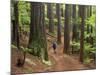 Redwood Forest, Rotorua, New Zealand-David Wall-Mounted Photographic Print