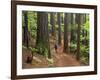 Redwood Forest, Rotorua, New Zealand-David Wall-Framed Photographic Print