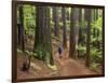 Redwood Forest, Rotorua, New Zealand-David Wall-Framed Photographic Print