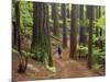 Redwood Forest, Rotorua, New Zealand-David Wall-Mounted Photographic Print