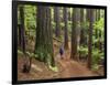 Redwood Forest, Rotorua, New Zealand-David Wall-Framed Photographic Print