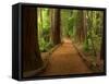 Redwood Forest, Rotorua, New Zealand-David Wall-Framed Stretched Canvas