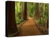 Redwood Forest, Rotorua, New Zealand-David Wall-Stretched Canvas