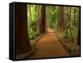 Redwood Forest, Rotorua, New Zealand-David Wall-Framed Stretched Canvas