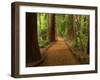 Redwood Forest, Rotorua, New Zealand-David Wall-Framed Premium Photographic Print