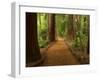 Redwood Forest, Rotorua, New Zealand-David Wall-Framed Premium Photographic Print