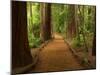 Redwood Forest, Rotorua, New Zealand-David Wall-Mounted Premium Photographic Print