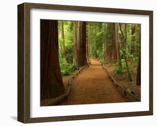 Redwood Forest, Rotorua, New Zealand-David Wall-Framed Photographic Print