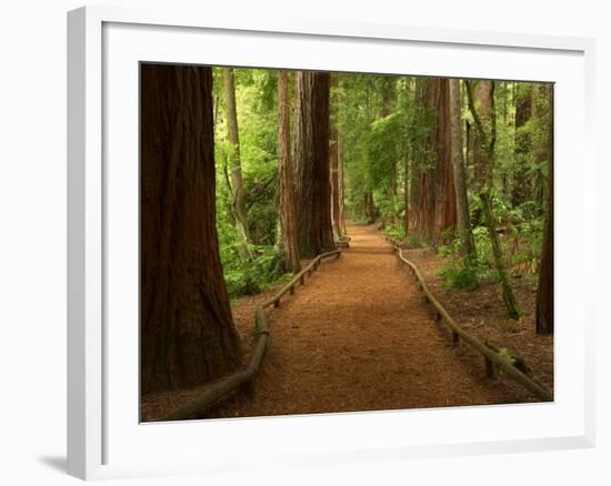 Redwood Forest, Rotorua, New Zealand-David Wall-Framed Photographic Print