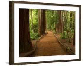 Redwood Forest, Rotorua, New Zealand-David Wall-Framed Photographic Print