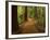 Redwood Forest, Rotorua, New Zealand-David Wall-Framed Photographic Print