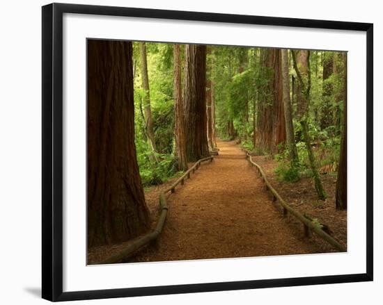 Redwood Forest, Rotorua, New Zealand-David Wall-Framed Photographic Print