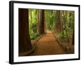 Redwood Forest, Rotorua, New Zealand-David Wall-Framed Photographic Print