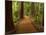 Redwood Forest, Rotorua, New Zealand-David Wall-Mounted Photographic Print