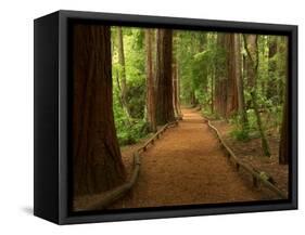 Redwood Forest, Rotorua, New Zealand-David Wall-Framed Stretched Canvas