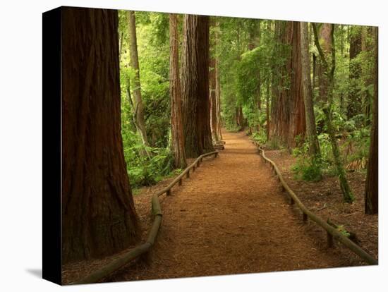 Redwood Forest, Rotorua, New Zealand-David Wall-Stretched Canvas