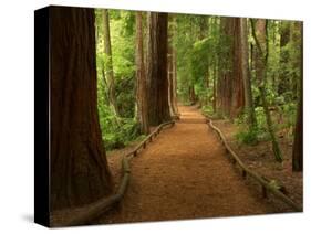 Redwood Forest, Rotorua, New Zealand-David Wall-Stretched Canvas