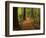 Redwood Forest, Rotorua, New Zealand-David Wall-Framed Photographic Print