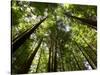 Redwood Forest, Rotorua, New Zealand-David Wall-Stretched Canvas