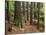 Redwood Forest, Rotorua, New Zealand-David Wall-Stretched Canvas