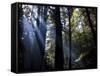 Redwood Forest, Ventana, Big Sur, California, United States of America, North America-Ethel Davies-Framed Stretched Canvas