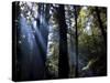 Redwood Forest, Ventana, Big Sur, California, United States of America, North America-Ethel Davies-Stretched Canvas