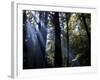 Redwood Forest, Ventana, Big Sur, California, United States of America, North America-Ethel Davies-Framed Photographic Print