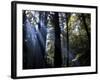 Redwood Forest, Ventana, Big Sur, California, United States of America, North America-Ethel Davies-Framed Photographic Print