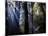 Redwood Forest, Ventana, Big Sur, California, United States of America, North America-Ethel Davies-Mounted Photographic Print