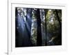 Redwood Forest, Ventana, Big Sur, California, United States of America, North America-Ethel Davies-Framed Photographic Print