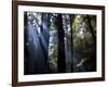 Redwood Forest, Ventana, Big Sur, California, United States of America, North America-Ethel Davies-Framed Photographic Print