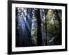 Redwood Forest, Ventana, Big Sur, California, United States of America, North America-Ethel Davies-Framed Photographic Print