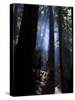 Redwood Forest, Ventana, Big Sur, California, United States of America, North America-Ethel Davies-Stretched Canvas