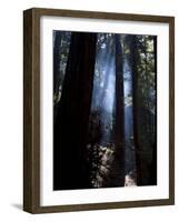 Redwood Forest, Ventana, Big Sur, California, United States of America, North America-Ethel Davies-Framed Photographic Print