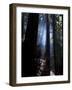Redwood Forest, Ventana, Big Sur, California, United States of America, North America-Ethel Davies-Framed Photographic Print