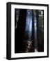 Redwood Forest, Ventana, Big Sur, California, United States of America, North America-Ethel Davies-Framed Photographic Print