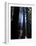 Redwood Forest, Ventana, Big Sur, California, United States of America, North America-Ethel Davies-Framed Photographic Print